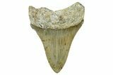 Serrated, Fossil Megalodon Tooth - North Carolina #368484-1